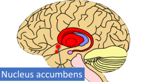 Bild Gehirn Nucleus Accumbens