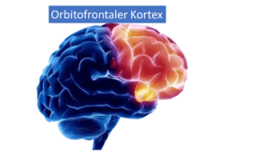 Orbitofrontaler Kortex - Bild Gehirn
