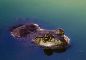 Frosch im Wasser. Nur seine Augen schauen heraus