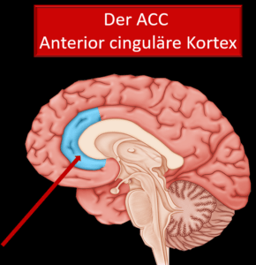ACC Der anteriore cinguläre Kortex
