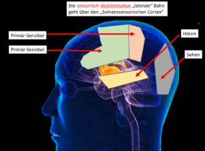 Der somatosensorische Cortex