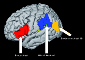 Diese Bild zeigt das Broca-Areal, das Wernicke-Areal und das Brodmann-Areal 19