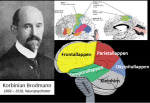 Korbinian Brodmann. Sie, die Sehrinde / auch visueller Cortex genannt, ist ein Teil der Großhirnrinde (Rinde = Cortex), die für unsere visuelle Wahrnehmung verantwortlich ist. Hier finden wir die Brodmann–Areale 17 bis 19 (benannt nach dem Neuroanatom und Psychiater Korbinian Brodmann 1868 – 1918). Er unterteilte verschiedene Felder der Großhirnrinde nach ihren typischen Funktionen. Im hinteren Bereich des Gehirns (dem Okzipitallappen) finden wir die Areale 17,18 und 19. Dort findet die Verarbeitung und Integration Visuelle Informationen statt.