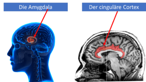Das Gehirn: Die Amygdala und der cinguläre Cortex