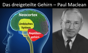 Paul Maclean (1913 – 2007) war ein amerikanischer Hirnforscher, der unser Gehirn zum ersten Mal grob in drei unterschiedliche Teile unterteilte.