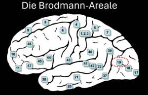 Dieses Bild zeigt die Brodmann-Areale die von Korbinian Brodmann eingeteilt wurden