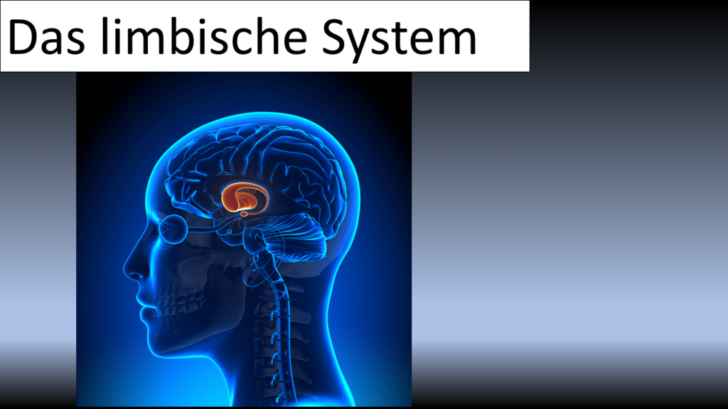 das limbische System