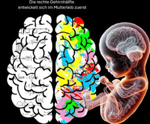 Das Gehirn des Fötus entwickelt sich zuerst mit der rechten Gehirnhälfte