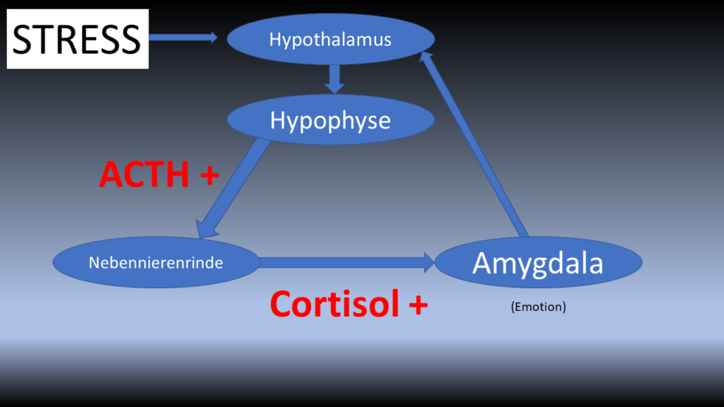 Stress Amygdala und Cortisol
