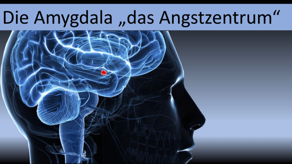 Die Amygdala