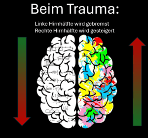 Bei einem Trauma wird die linke Gehirnhälfte heruntergeregelt und die rechte Gehirnhälfte wird raufgeregelt