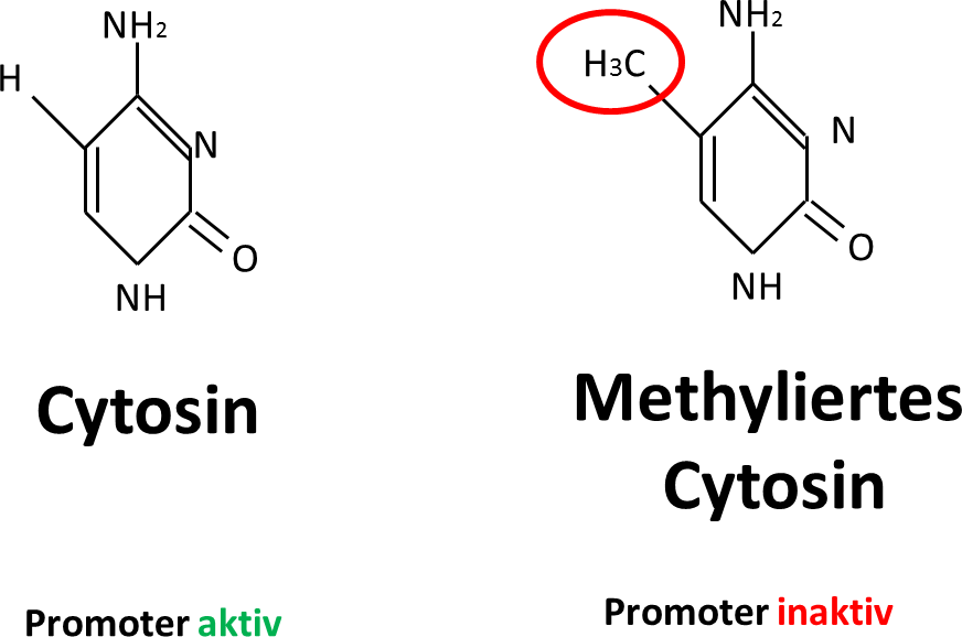 Cytosin und methylisiertes Cytosin