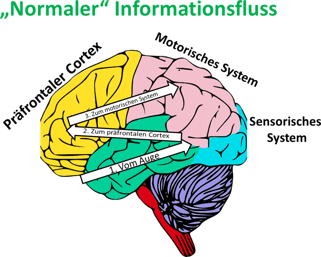 I. Das kindliche Gehirn zum Zeitpunkt der Geburt Der Informationsfluss im Gehirn
