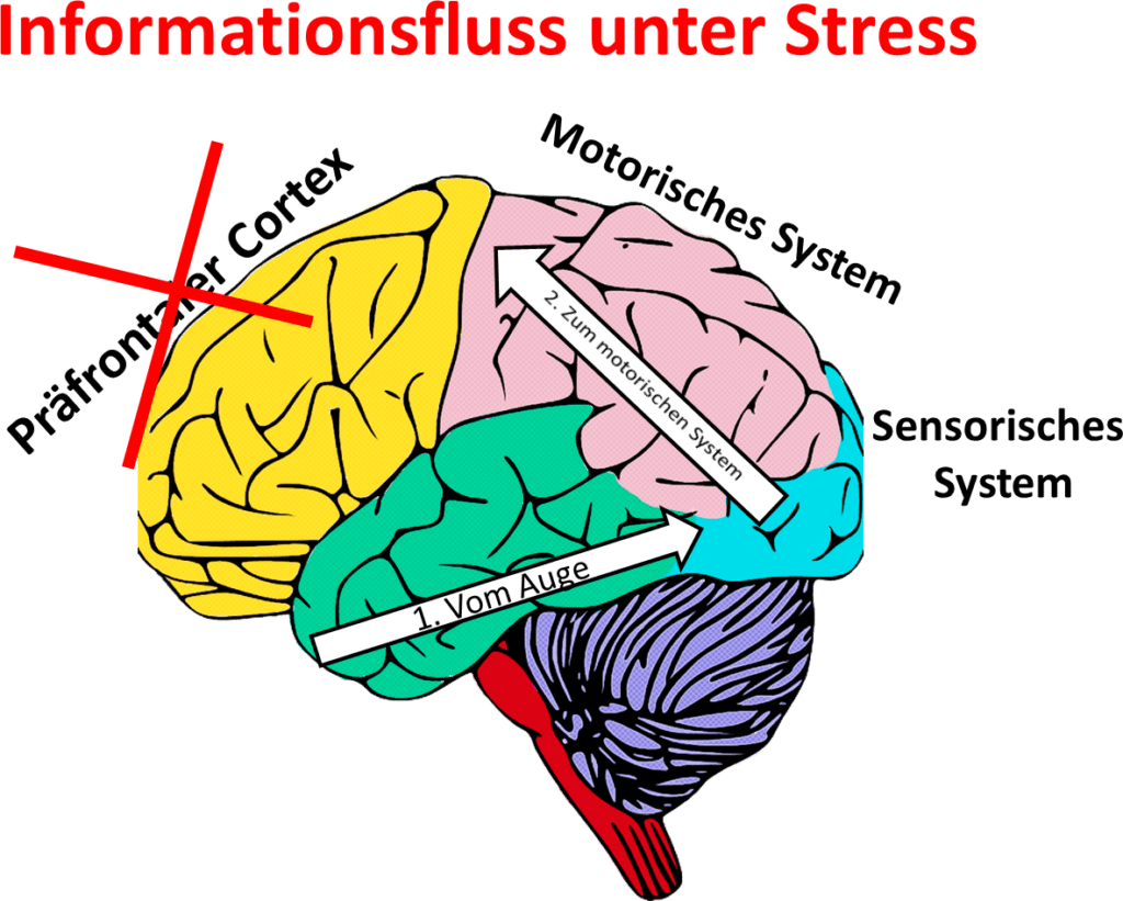 I. Das kindliche Gehirn zum Zeitpunkt der Geburt Der Informationsfluss im Gehirn unter Stress