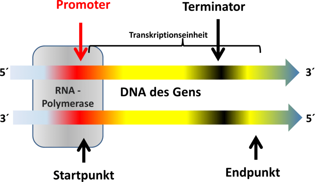 Die Promoter Region auf einem DNA-Strang
