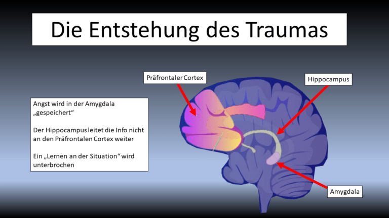 Was Passiert Beim Weinen Im Gehirn werdewiederstark.de