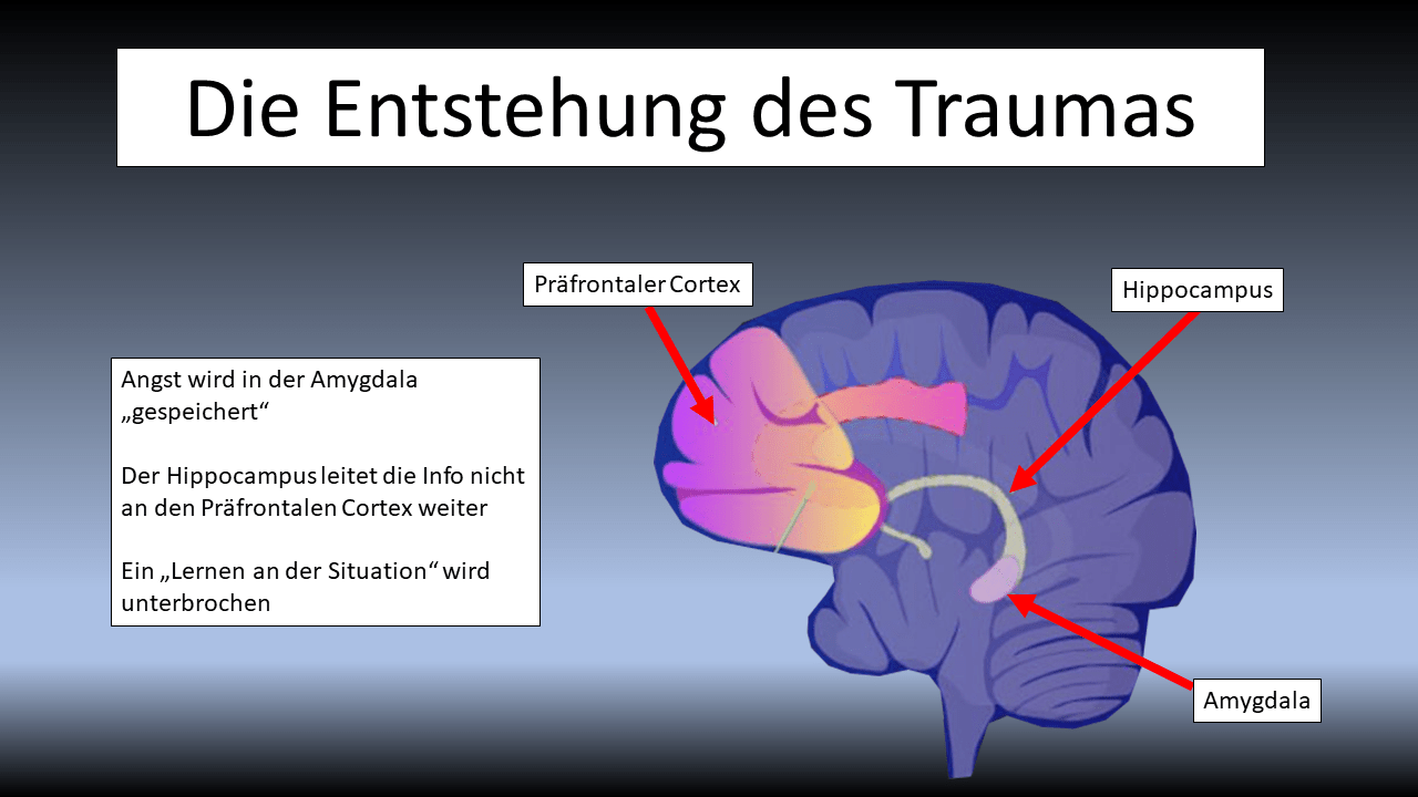 Trotz Trauma wieder zurück ins Leben - Werde wieder stark!