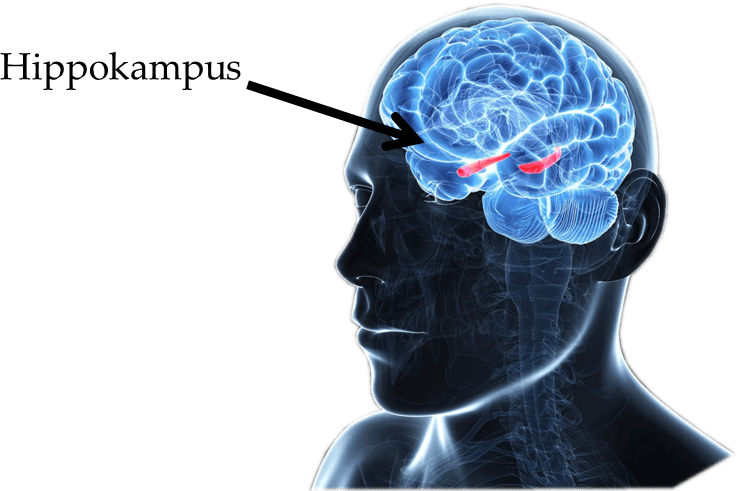 Stress und unser Hippocampus
